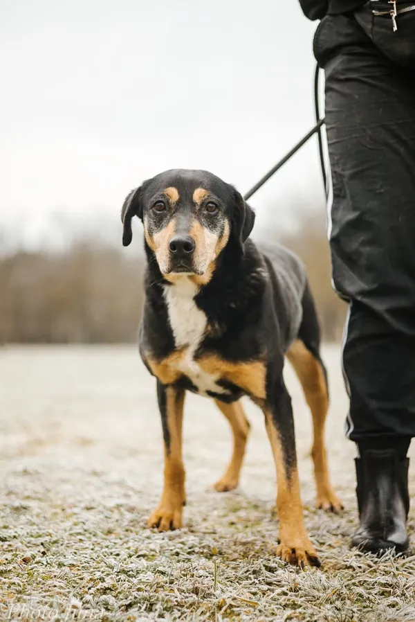 Pies do adopcji, Radom, 27 grudnia 2024 (1/5)