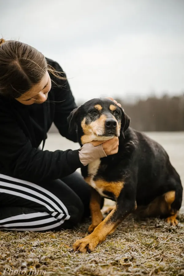 Pies do adopcji, Radom, 27 grudnia 2024 (2/5)