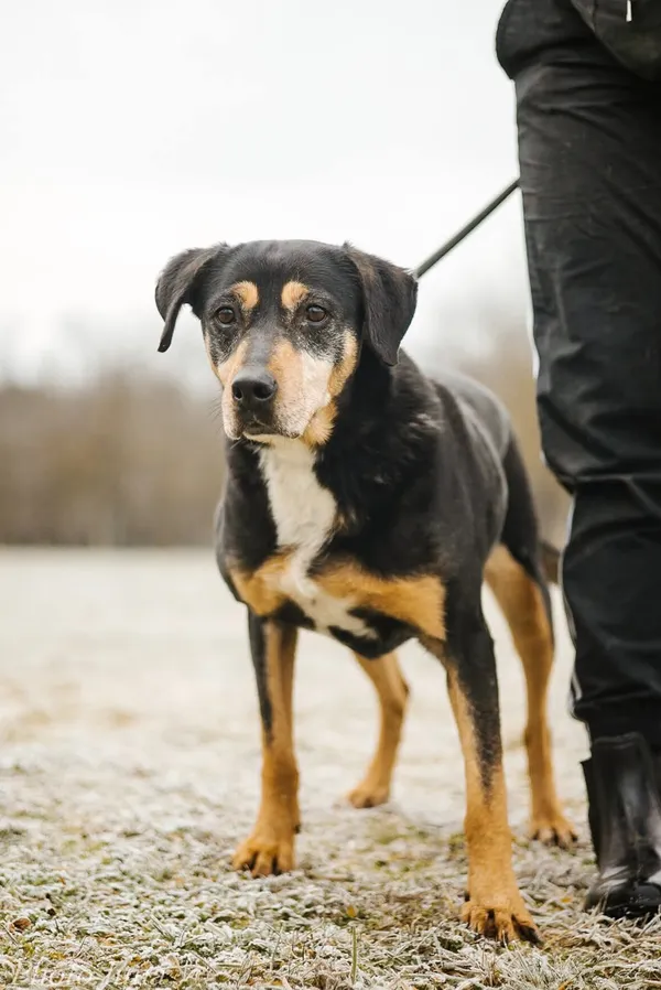 Pies do adopcji, Radom, 27 grudnia 2024 (4/5)