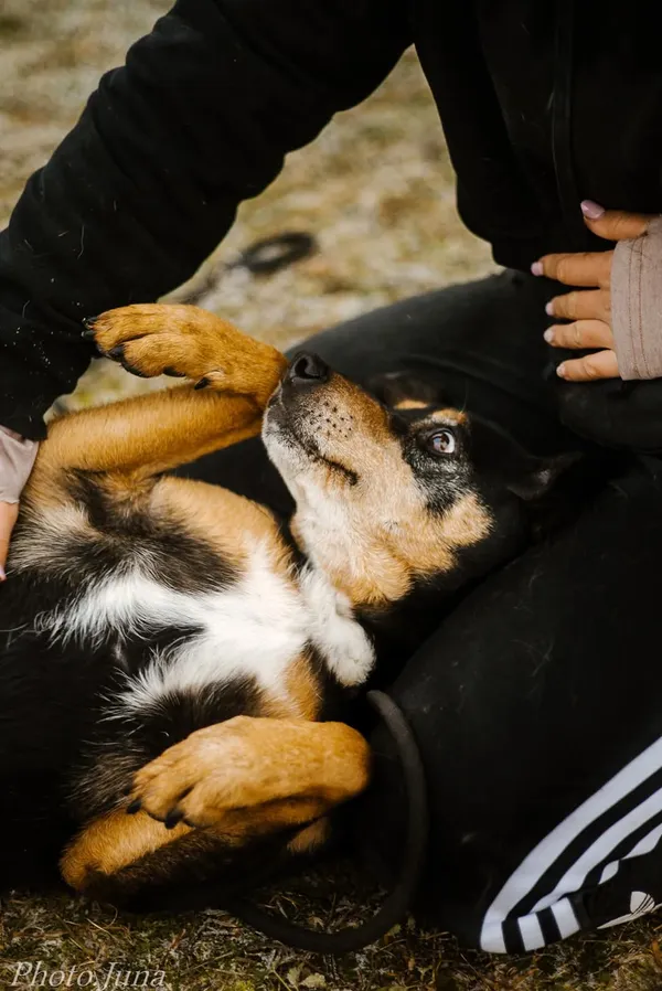 Pies do adopcji, Radom, 27 grudnia 2024 (5/5)