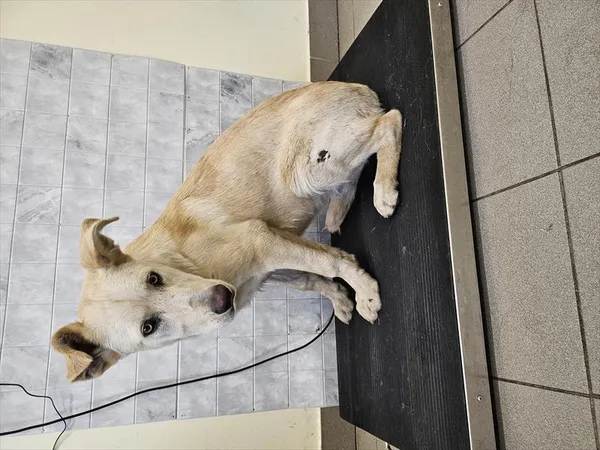 Pies do adopcji, Choszczno, 1 czerwca 2024