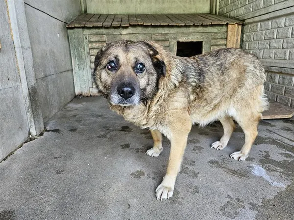 Pies do adopcji, Choszczno, 31 maja 2024