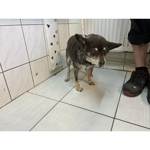 Znaleziono psa, Białystok, 8 lipca 2024