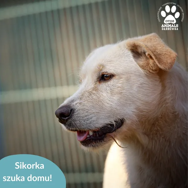 Znaleziono psa, Dąbrówka, 23 lipca 2025 (1/4)