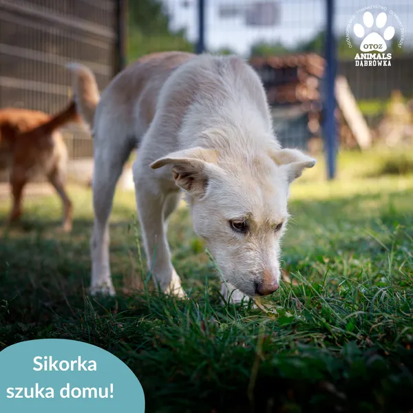 Znaleziono psa, Dąbrówka, 23 lipca 2025 (2/4)