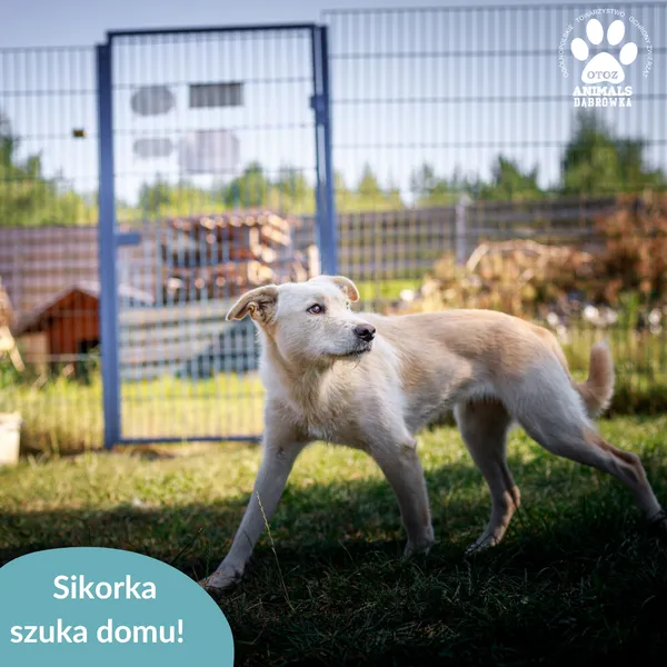 Znaleziono psa, Dąbrówka, 23 lipca 2025 (4/4)