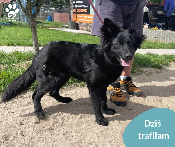 Znaleziono psa, Dąbrówka, 5 lipca 2024