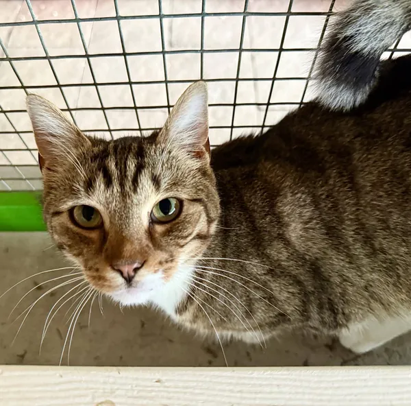 Znaleziono kota, Chojnice, 2 lipca 2024 (1/2)