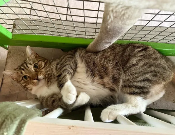 Znaleziono kota, Chojnice, 2 lipca 2024 (2/2)