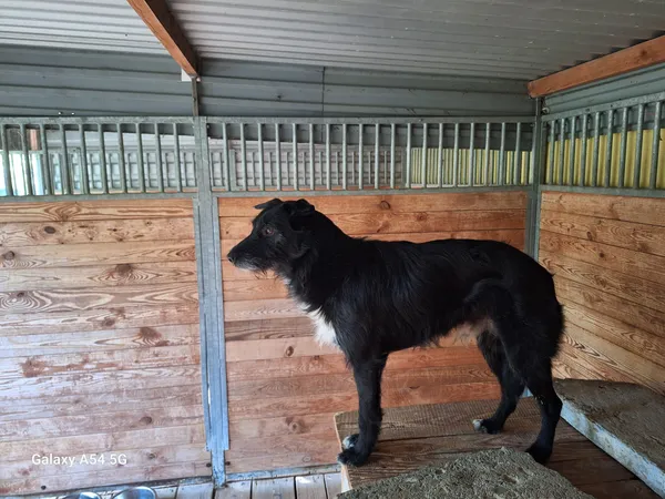 Pies do adopcji, Orzechowce, 8 lipca 2024 (1/5)