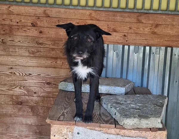 Pies do adopcji, Orzechowce, 8 lipca 2024 (2/5)