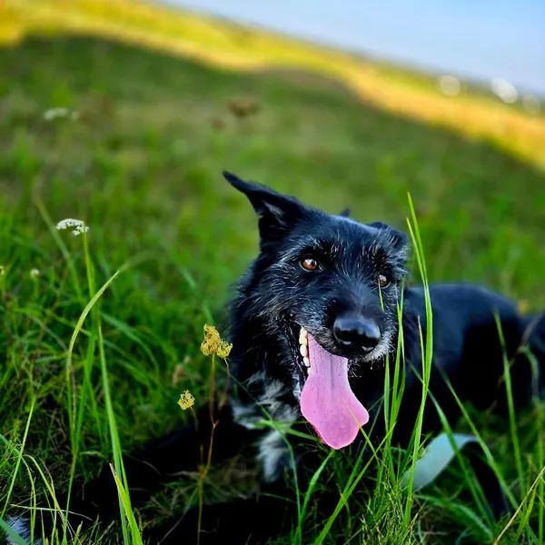 Pies do adopcji, Orzechowce, 8 lipca 2024 (3/5)