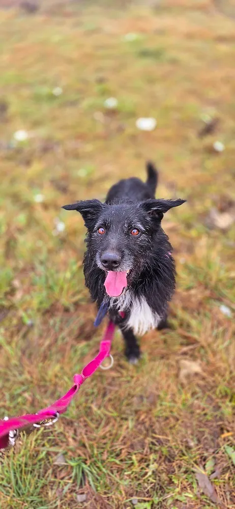 Pies do adopcji, Orzechowce, 8 lipca 2024 (4/5)