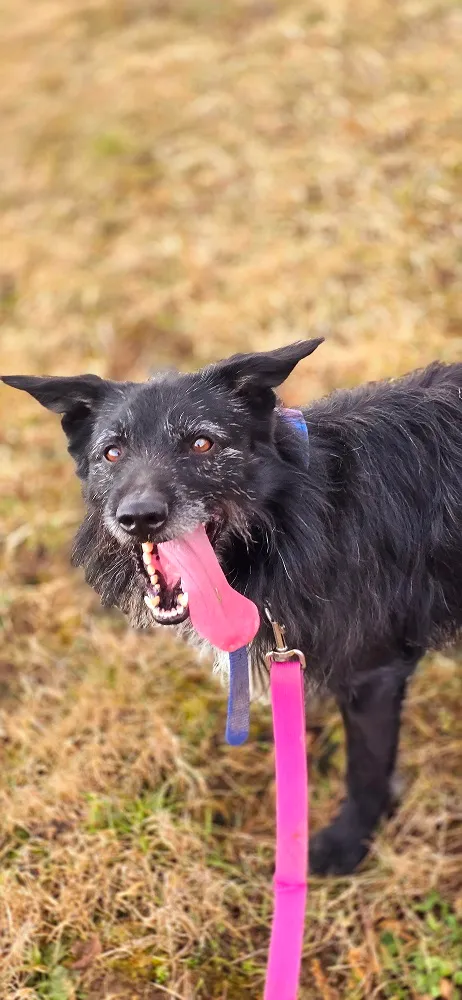 Pies do adopcji, Orzechowce, 8 lipca 2024 (5/5)