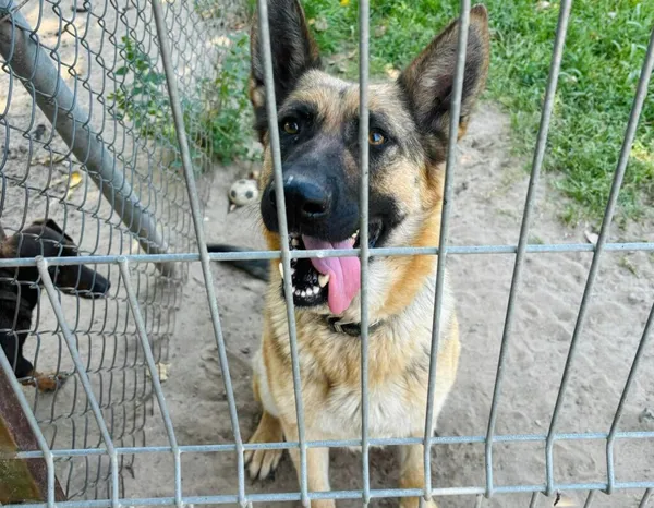 Pies do adopcji, Przyborówko, 10 lipca 2024 (2/3)