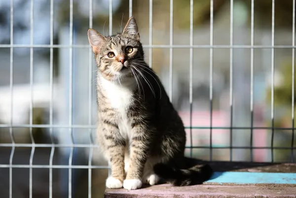 Kot do adopcji, Piła, 22 maja 2024 (2/3)