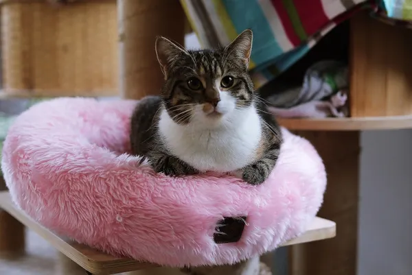 Kot do adopcji, Piła, 22 maja 2024 (1/5)