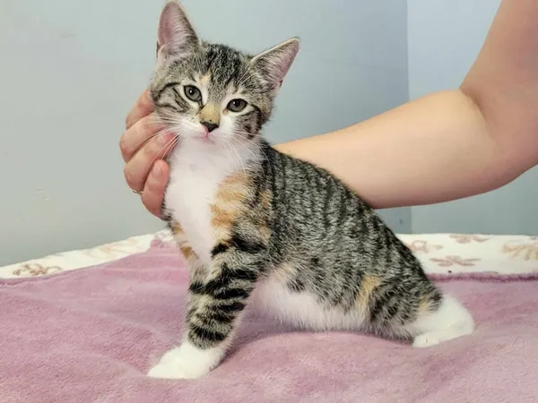 Kot do adopcji, Piła, 22 maja 2024 (3/5)