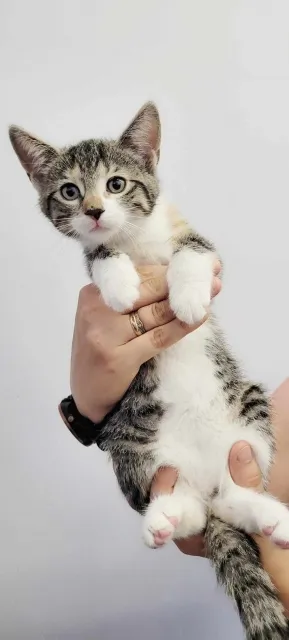 Kot do adopcji, Piła, 22 maja 2024 (4/5)