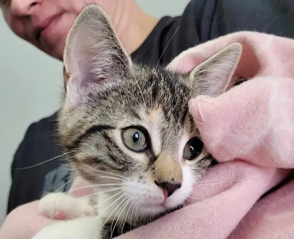 Kot do adopcji, Piła, 22 maja 2024 (5/5)