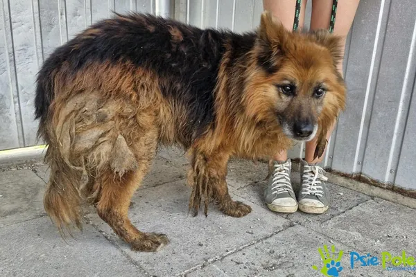 Pies do adopcji, Racławice, 9 lipca 2024 (4/4)