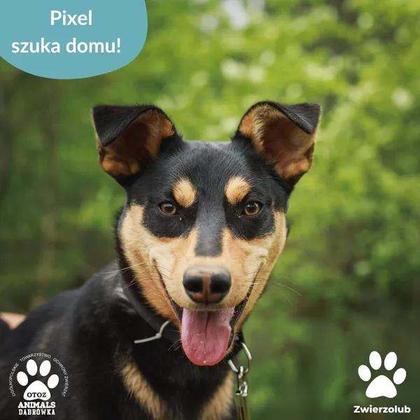 Znaleziono psa, Dąbrówka, 7 lipca 2025 (1/4)