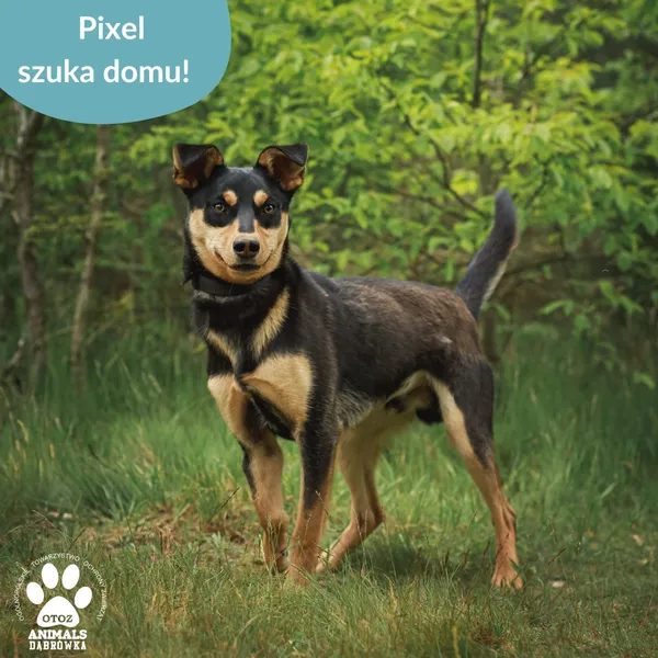 Znaleziono psa, Dąbrówka, 7 lipca 2025 (2/4)