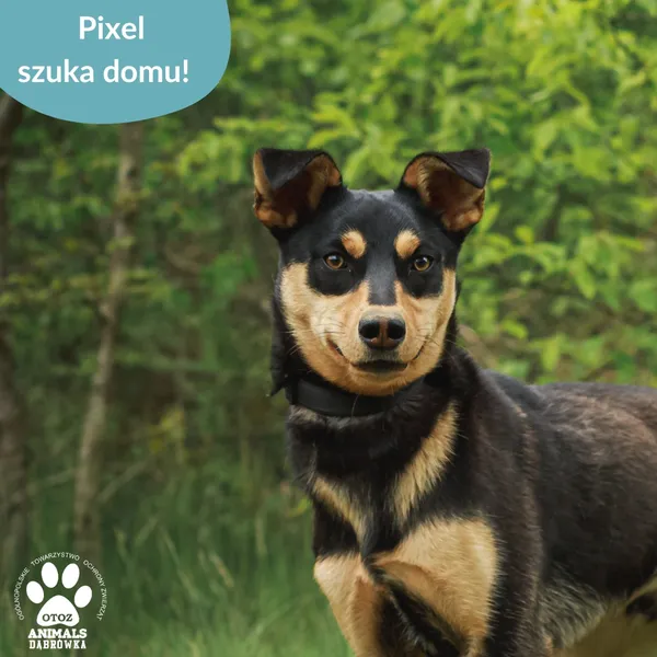 Znaleziono psa, Dąbrówka, 7 lipca 2025 (3/4)