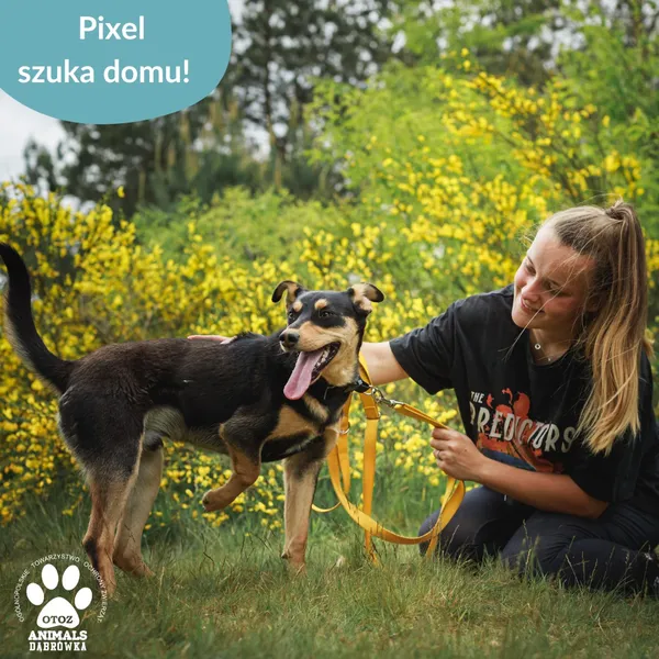 Znaleziono psa, Dąbrówka, 7 lipca 2025 (4/4)