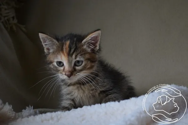 Kot do adopcji, Chełmek, 24 czerwca 2024
