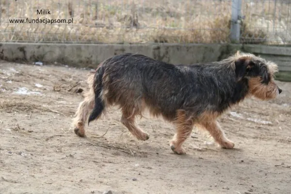 Pies do adopcji, Nowy Dwór Mazowiecki, 10 lipca 2024 (4/5)