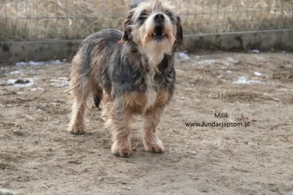 Pies do adopcji, Nowy Dwór Mazowiecki, 10 lipca 2024 (5/5)