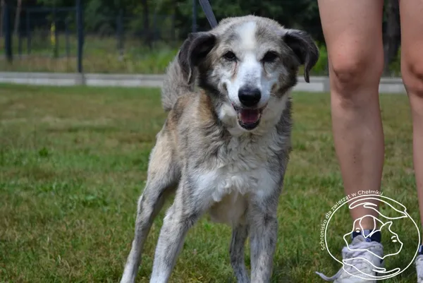 Pies do adopcji, Chełmek, 25 czerwca 2024