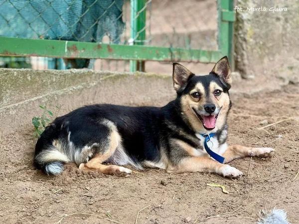 Pies do adopcji, Bydgoszcz, 6 lipca 2025 (1/5)