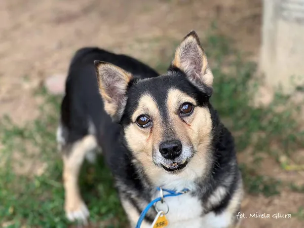 Pies do adopcji, Bydgoszcz, 6 lipca 2025 (3/5)