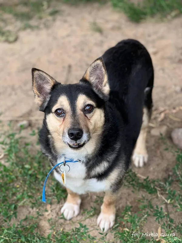 Pies do adopcji, Bydgoszcz, 6 lipca 2025 (4/5)