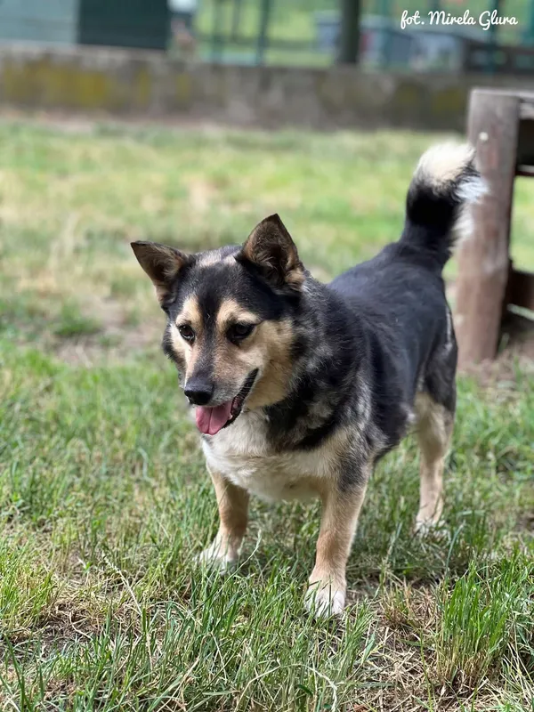 Pies do adopcji, Bydgoszcz, 6 lipca 2025 (5/5)