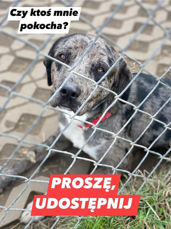 Pies do adopcji, Korabiewice, 12 lipca 2024 (4/4)