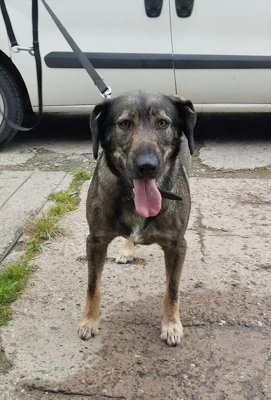 Pies do adopcji, Racibórz, 10 czerwca 2024