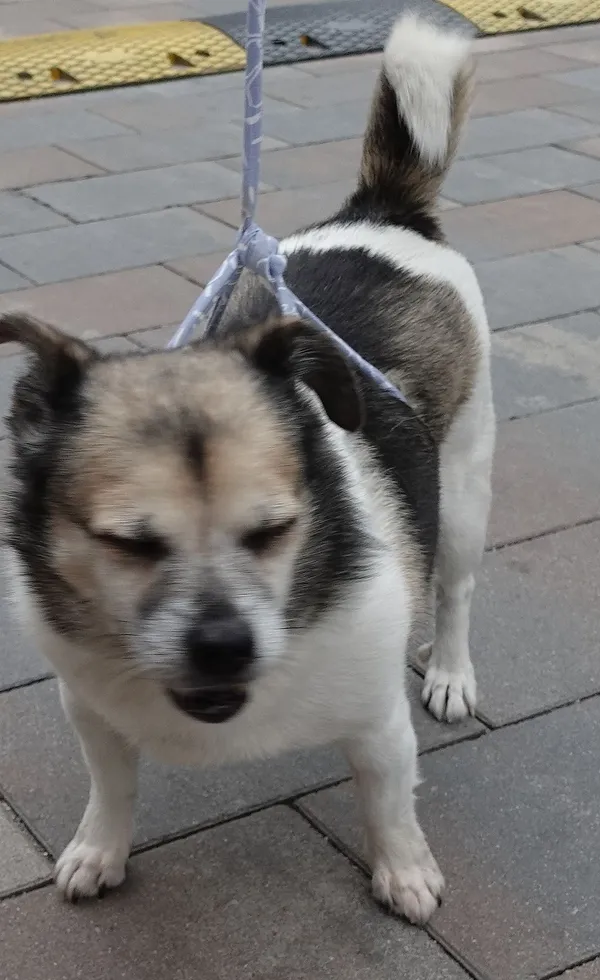 Znaleziono psa, Gdańsk, 13 lipca 2024