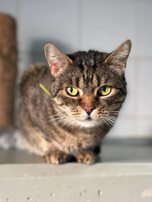 Znaleziono kota, Lublin, 9 lipca 2024