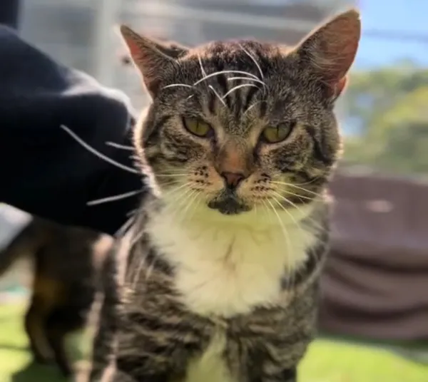 Kot do adopcji, Radom, 8 października 2025