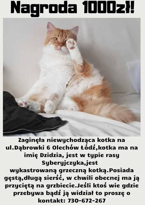Zaginął kot, Łódź, 14 lipca 2024