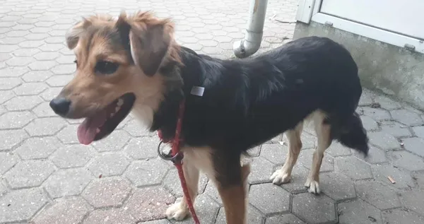 Znaleziono psa, Toruń, 9 lipca 2024