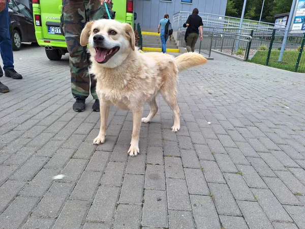 Znaleziono psa, Bydgoszcz, 11 lipca 2024
