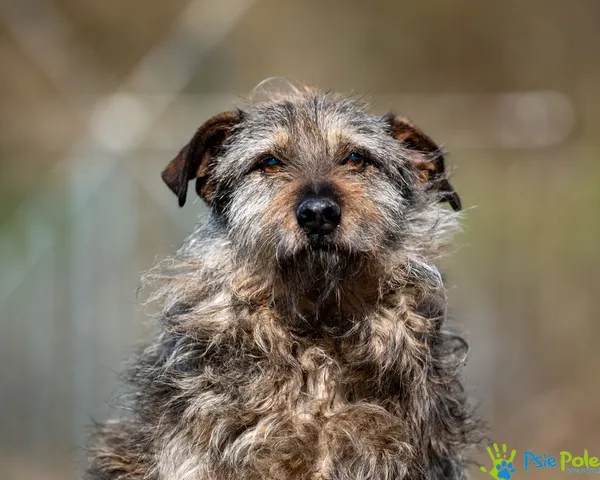 Pies do adopcji, Racławice, 12 lipca 2024 (1/5)