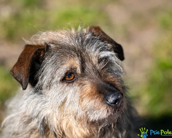 Pies do adopcji, Racławice, 12 lipca 2024 (3/5)