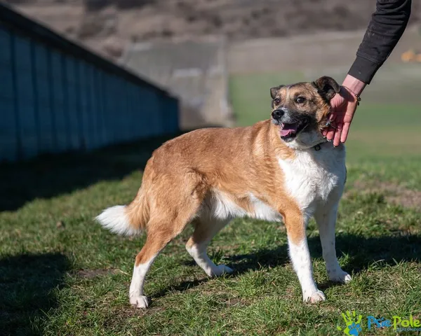 Pies do adopcji, Racławice, 12 lipca 2024 (3/5)