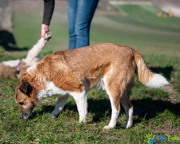 Pies do adopcji, Racławice, 12 lipca 2024 (4/5)