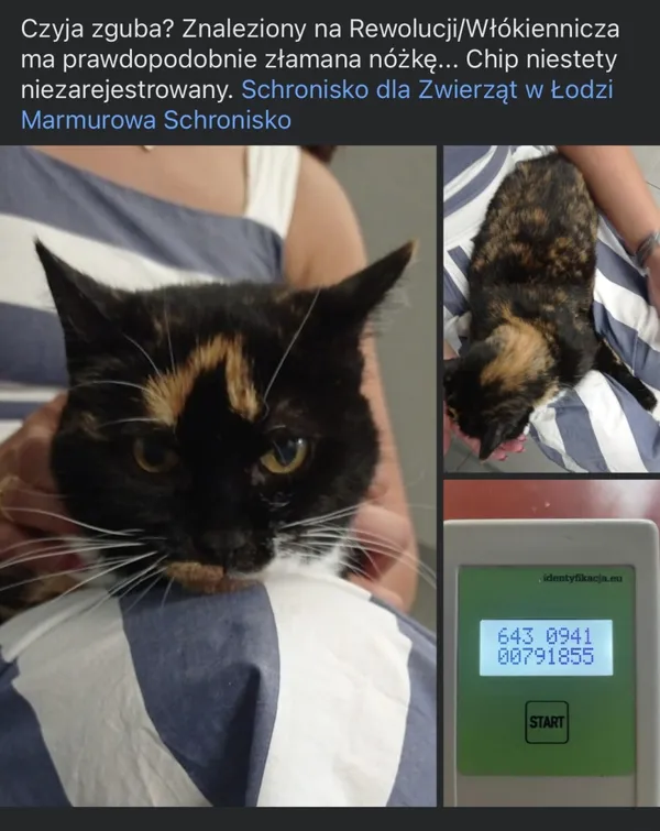 Znaleziono kota, Łódź, 16 lipca 2024